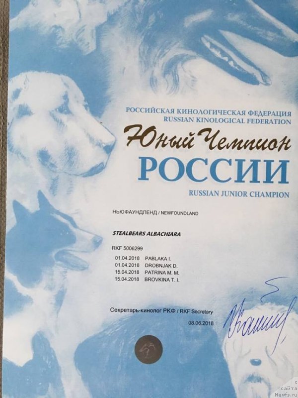 Фото: ньюфаундленд Стеалбеарс Альбакьяра (Stealbears Albachiara)