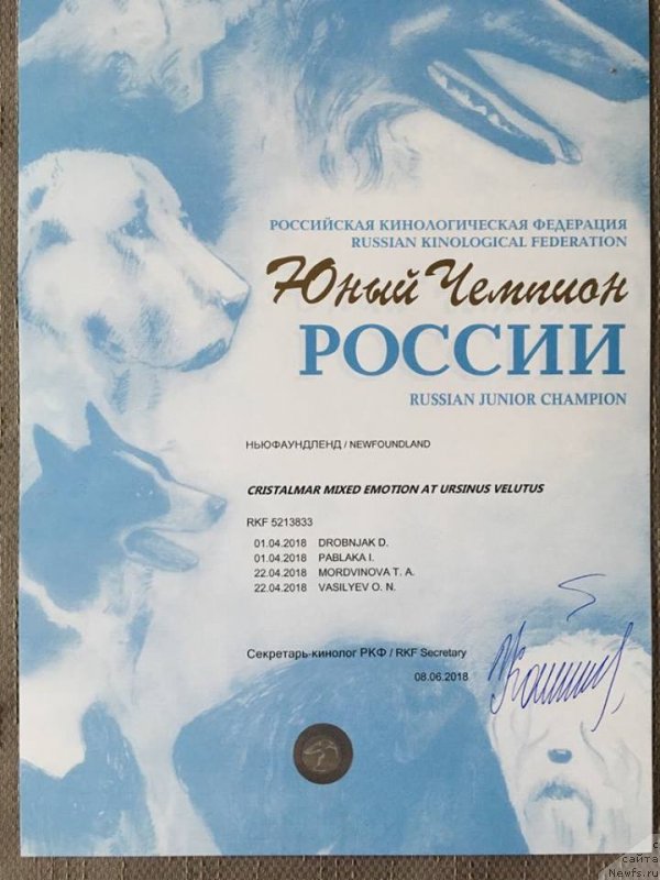 Фото: ньюфаундленд Cristalmar Mixed Emotion at Ursinus Velutus