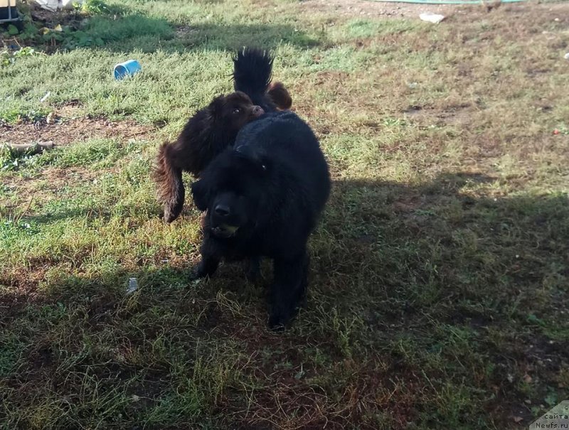 Фотография № 238837