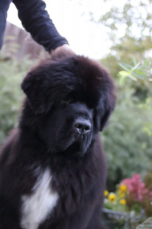 Фото: ньюфаундленд Cristalmar Mixed Emotion at Ursinus Velutus