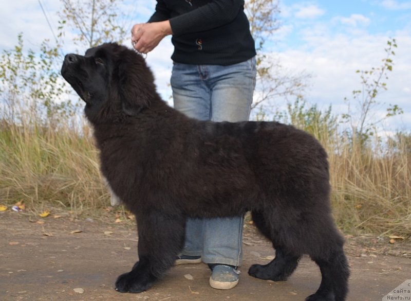 Фото: ньюфаундленд Хит Шелико Ерофей Ерланд
