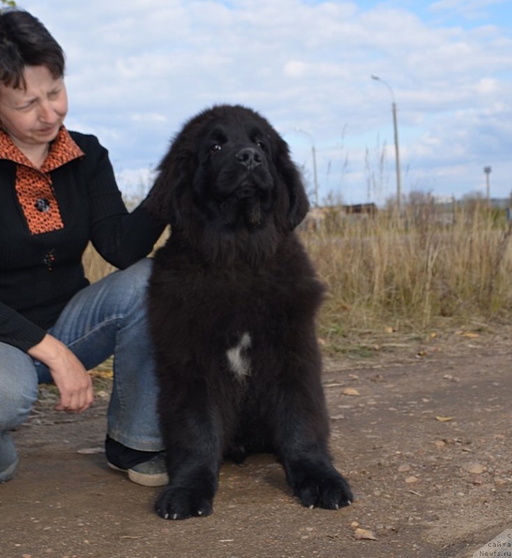 Фото: ньюфаундленд Хит Шелико Ерофей Ерланд