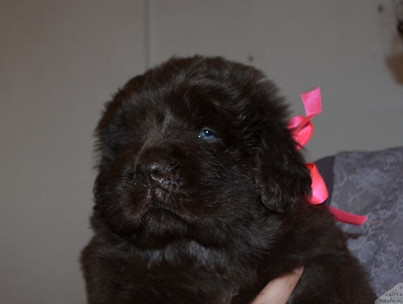 Фото: Хит Шелико Желанная Победа, розовая лента