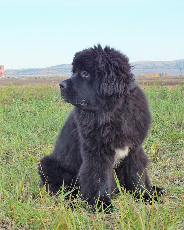 Фото: ньюфаундленд Ньюфорт Никита
