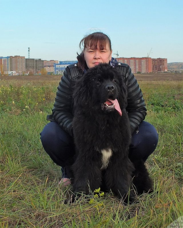 Фото: ньюфаундленд Ньюфорт Никита