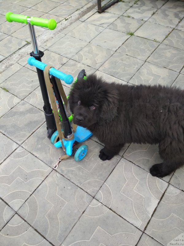 Фото: ньюфаундленд Ньюфорт Наоми