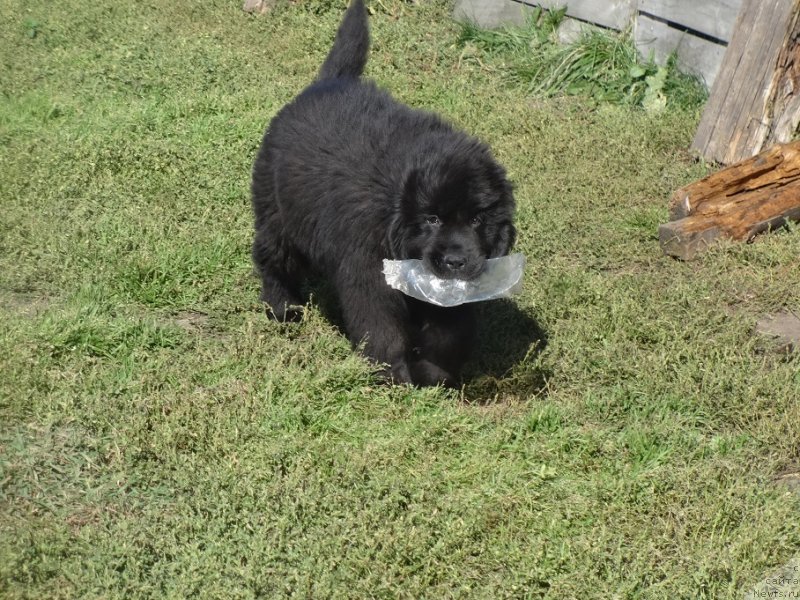 Фото: ньюфаундленд Ньюфорт Уитни Традиция Легенды, ньюфаундленд Фанньюф Авалон (Funnewf Avalon)