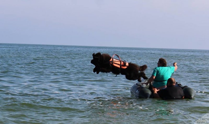 Фото: ньюфаундленд Матвей с Берега Дона (Matvey s Berega Dona)