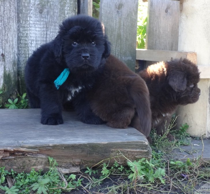 Фото: щенки, ньюфаундленд Экселент Бьюти