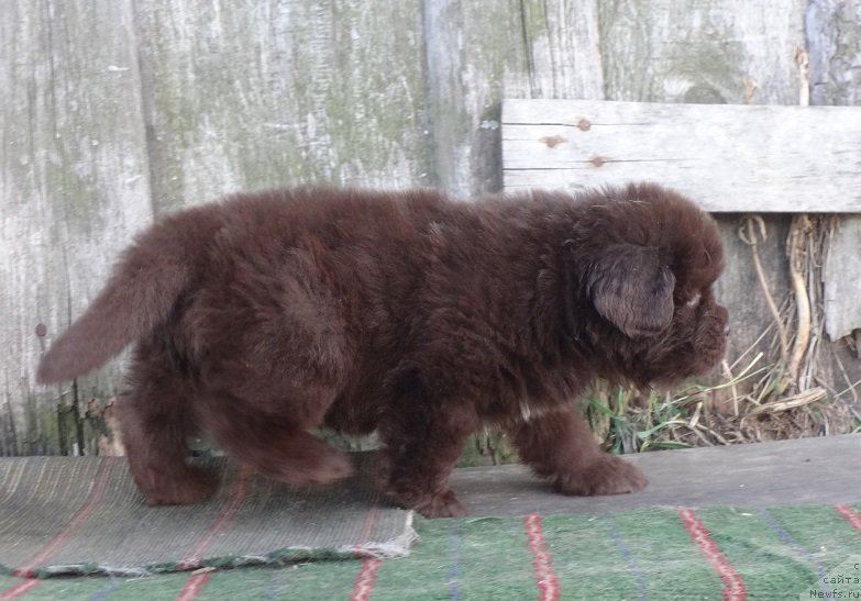 Фото: щенки, ньюфаундленд Фанньюф Авалон (Funnewf Avalon)