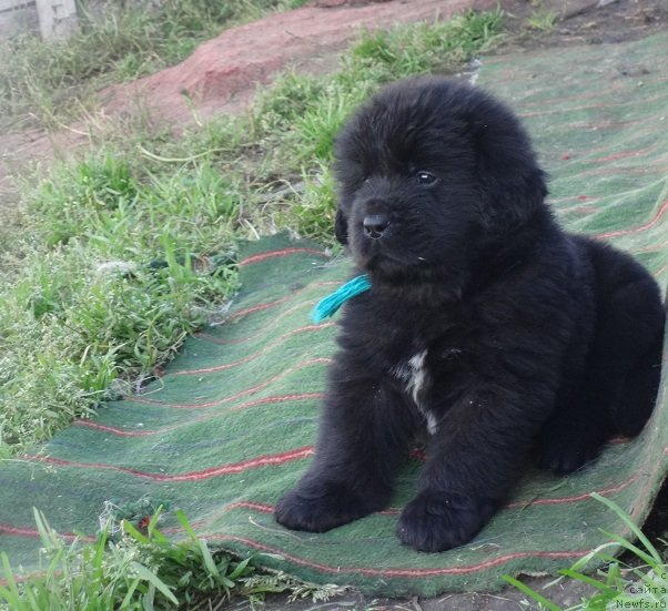 Фото: щенки, ньюфаундленд Фанньюф Авалон (Funnewf Avalon)