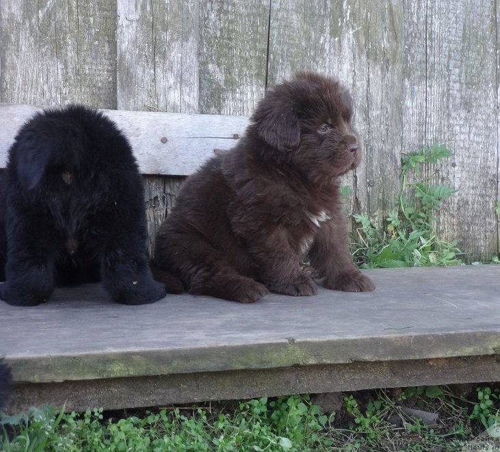 Фото: щенки, ньюфаундленд Фанньюф Авалон (Funnewf Avalon)