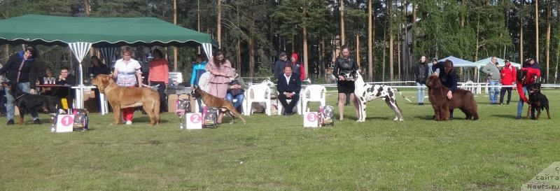 Фото: ньюфаундленд Фанньюф Авалон (Funnewf Avalon)