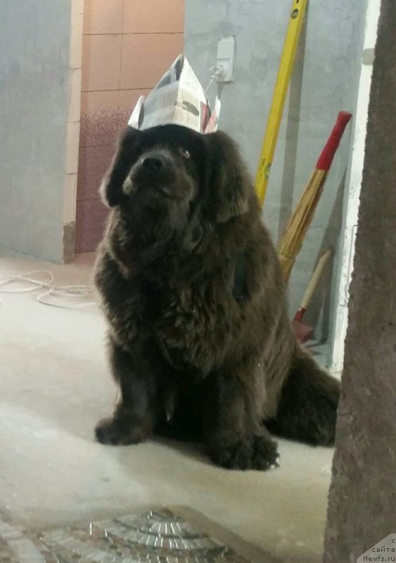 Фотография № 238903