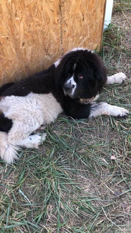 Фотография № 238904