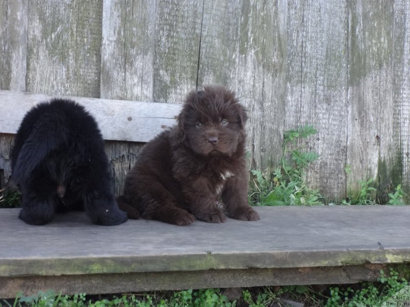 Фото: ньюфаундленд Экселент Бьюти