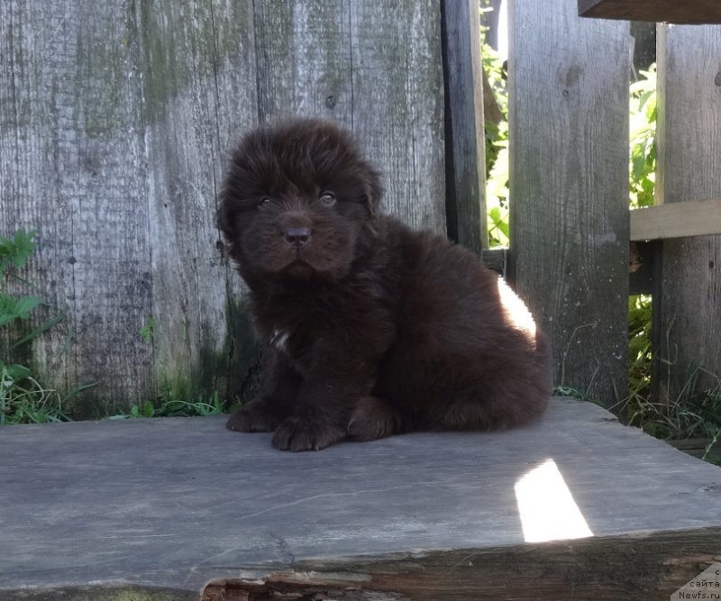 Фото: ньюфаундленд Экселент Бьюти