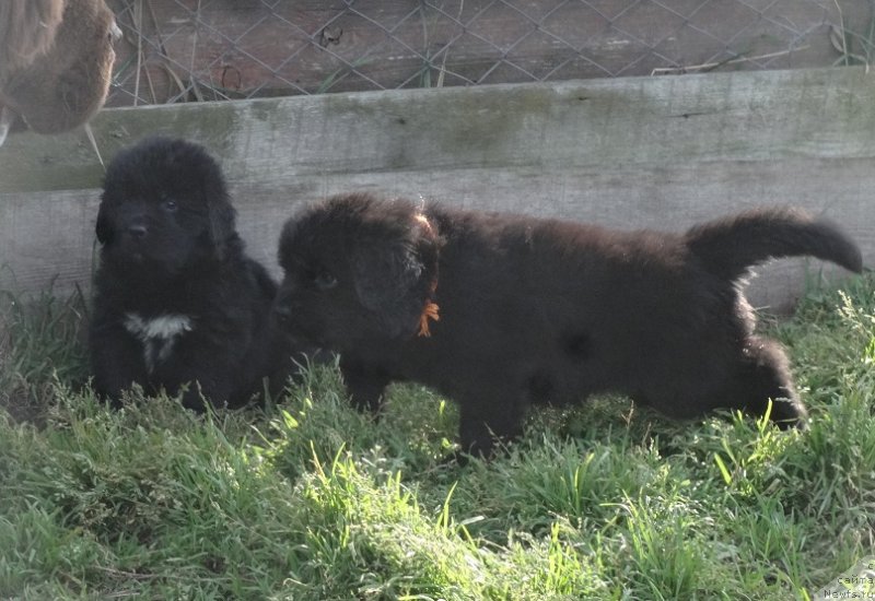 Фото: ньюфаундленд Экселент Бьюти