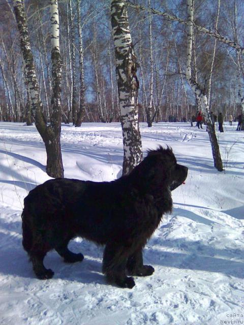 Фото: ньюфаундленд Челенджер из Медвежьего Яра, ньюфаундленд Челенджер из Медвежьего Яра