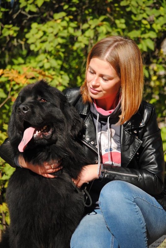 Фото: ньюфаундленд Моя Стихия Принц Наследный Ритм де Ноэль