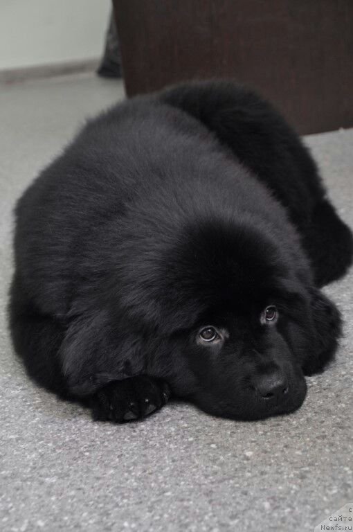 Фото: ньюфаундленд Прекрасная Патти (Prekrasnaya Patti)