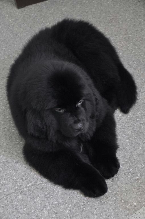 Фото: [d17841, ньюфаундленд Прекрасная Патти (Prekrasnaya Patti)