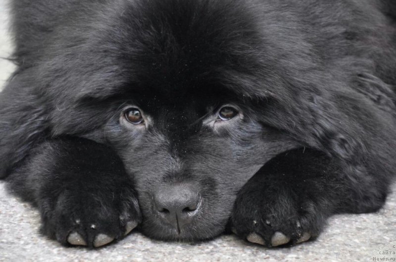 Фото: ньюфаундленд Прекрасная Патти (Prekrasnaya Patti)