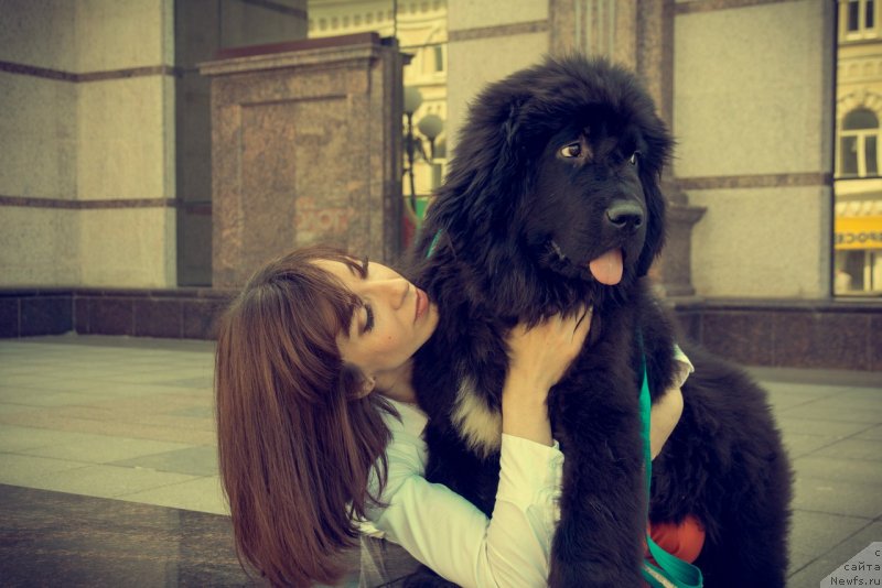 Фото: ньюфаундленд Прекрасная Патти (Prekrasnaya Patti)
