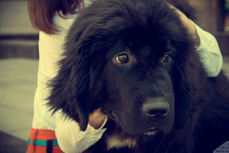 Фото: ньюфаундленд Прекрасная Патти (Prekrasnaya Patti)