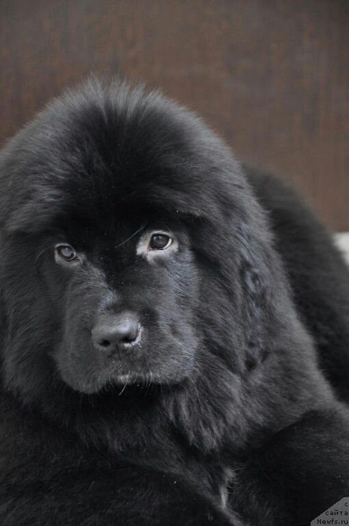 Фото: ньюфаундленд Прекрасная Патти (Prekrasnaya Patti)