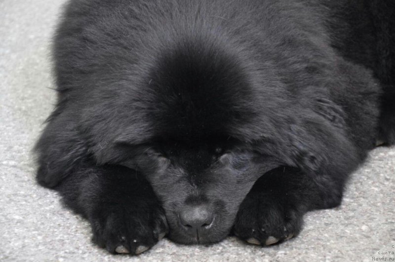 Фото: ньюфаундленд Прекрасная Патти (Prekrasnaya Patti)