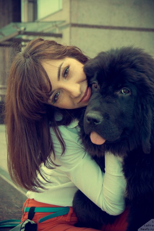 Фото: ньюфаундленд Прекрасная Патти (Prekrasnaya Patti)