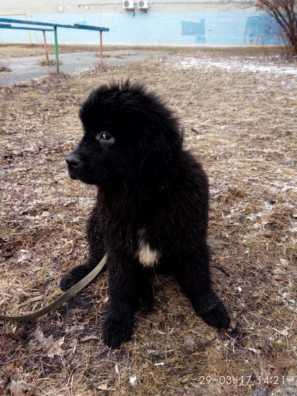 Фото: ньюфаундленд Прекрасная Патти (Prekrasnaya Patti)