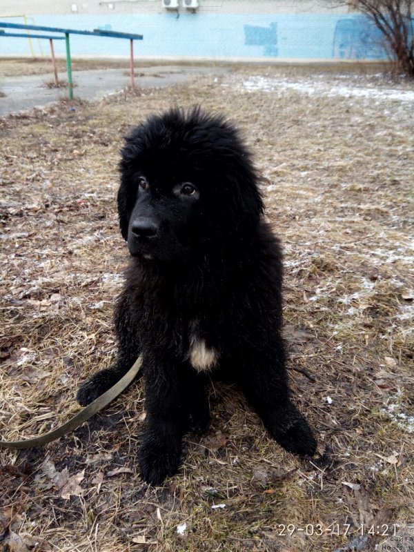 Фото: ньюфаундленд Прекрасная Патти (Prekrasnaya Patti)