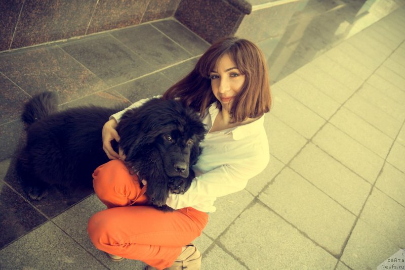 Фото: ньюфаундленд Прекрасная Патти (Prekrasnaya Patti)