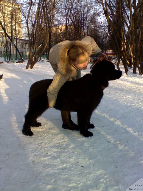 Фото: ньюфаундленд Плюшевая Панда Мистер Икс