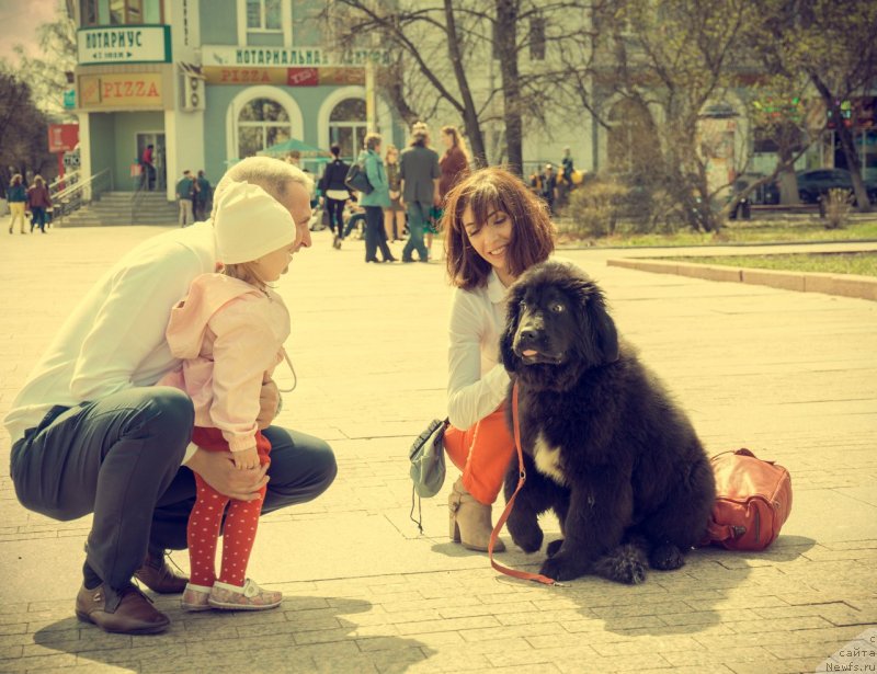 Фото: ньюфаундленд Прекрасная Патти (Prekrasnaya Patti)