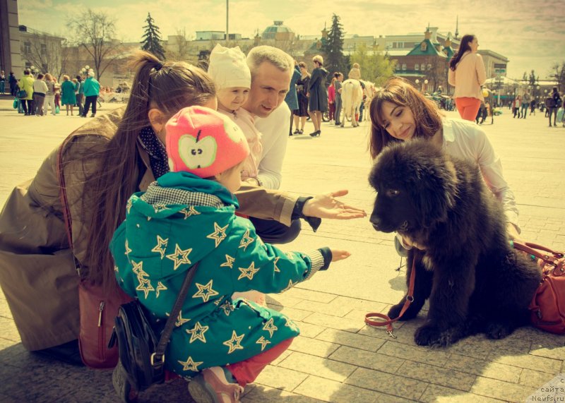 Фото: ньюфаундленд Прекрасная Патти (Prekrasnaya Patti), Мария Ермачкова