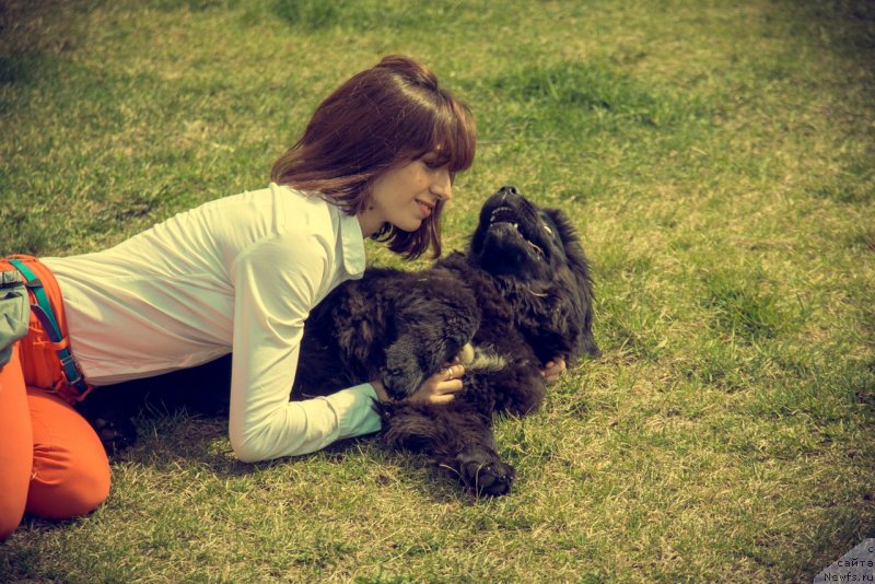 Фото: ньюфаундленд Прекрасная Патти (Prekrasnaya Patti), Мария Ермачкова
