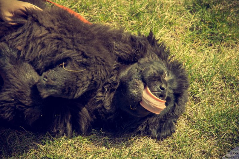 Фото: ньюфаундленд Прекрасная Патти (Prekrasnaya Patti), Мария Ермачкова