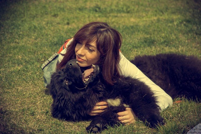 Фото: ньюфаундленд Прекрасная Патти (Prekrasnaya Patti), Мария Ермачкова