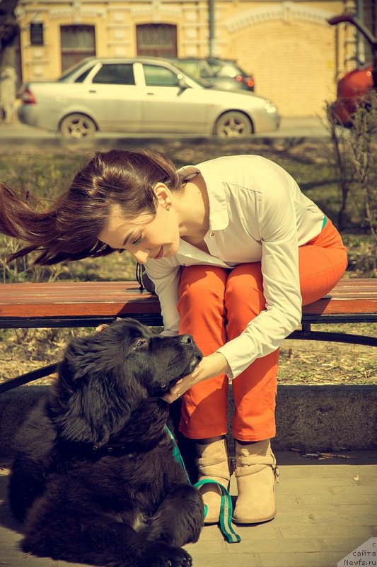 Фото: ньюфаундленд Прекрасная Патти (Prekrasnaya Patti), Мария Ермачкова