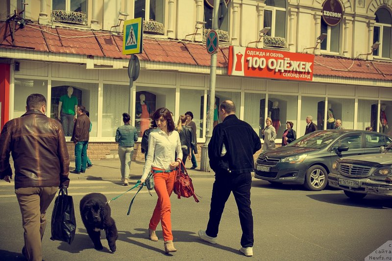 Фото: ньюфаундленд Прекрасная Патти (Prekrasnaya Patti), Мария Ермачкова