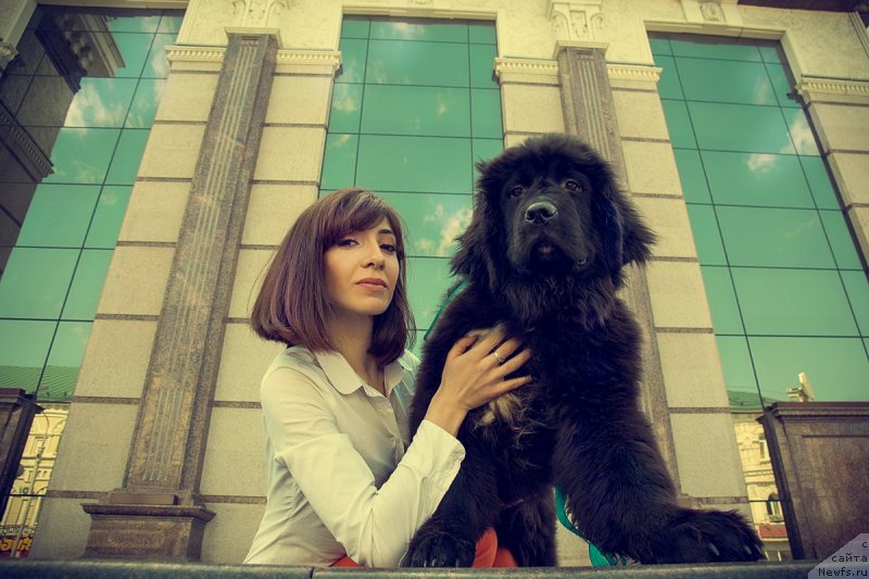 Фото: ньюфаундленд Прекрасная Патти (Prekrasnaya Patti), Мария Ермачкова