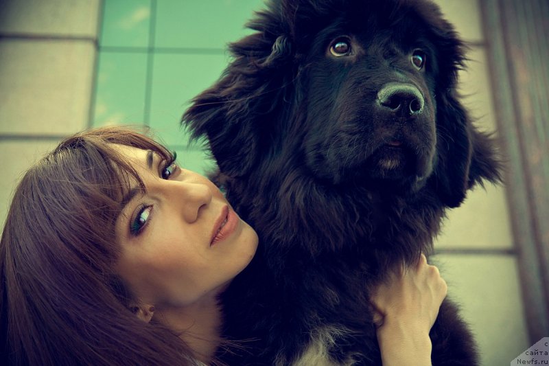 Фото: ньюфаундленд Прекрасная Патти (Prekrasnaya Patti), Мария Ермачкова