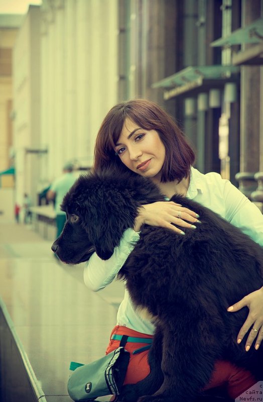 Фото: ньюфаундленд Прекрасная Патти (Prekrasnaya Patti), Мария Ермачкова