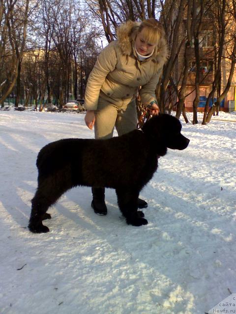 Фото: ньюфаундленд Плюшевая Панда Мистер Икс