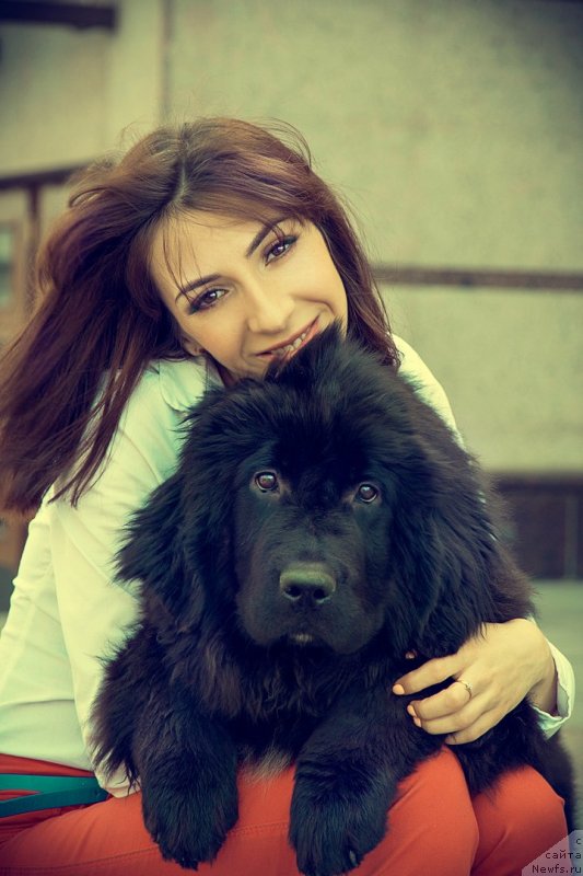Фото: ньюфаундленд Прекрасная Патти (Prekrasnaya Patti), Мария Ермачкова