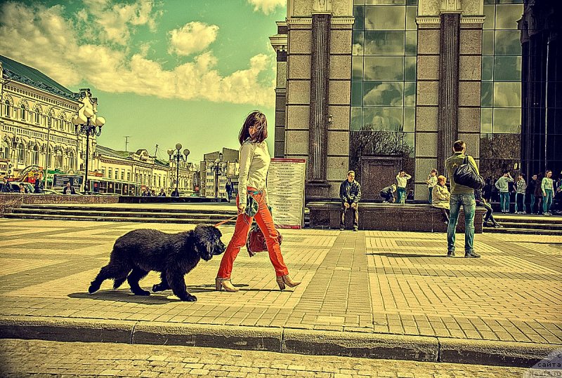 Фото: ньюфаундленд Прекрасная Патти (Prekrasnaya Patti), Мария Ермачкова