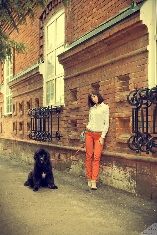 Фото: ньюфаундленд Прекрасная Патти (Prekrasnaya Patti), Мария Ермачкова